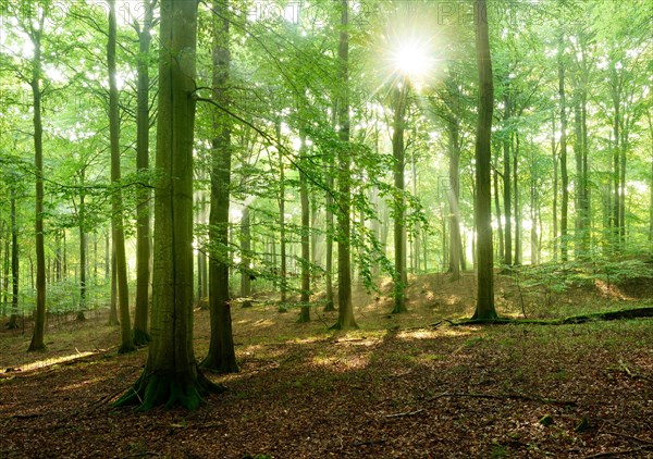 Sunbeams in a natural beech forest