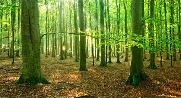 Sunny hall like natural beech forest