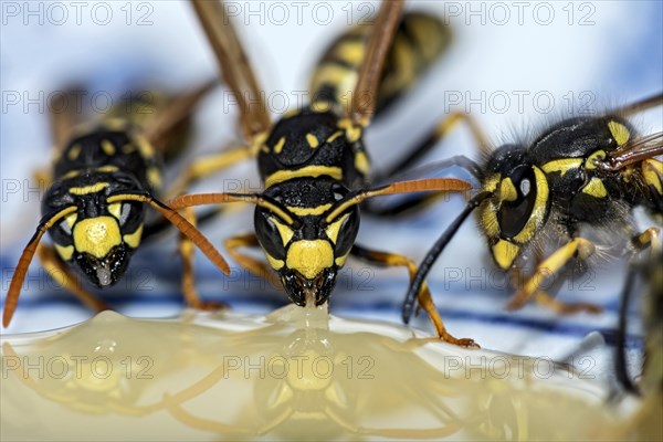 German wasps