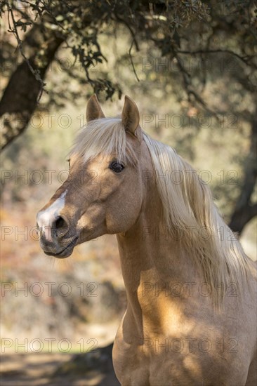 Spanish Palomino Stallion