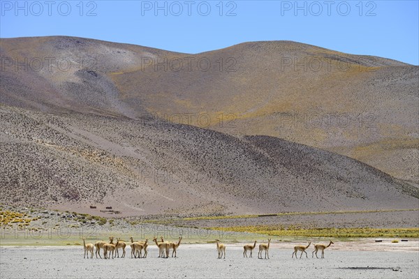 Herd Vicunas