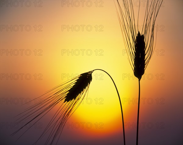 Ears of Barley