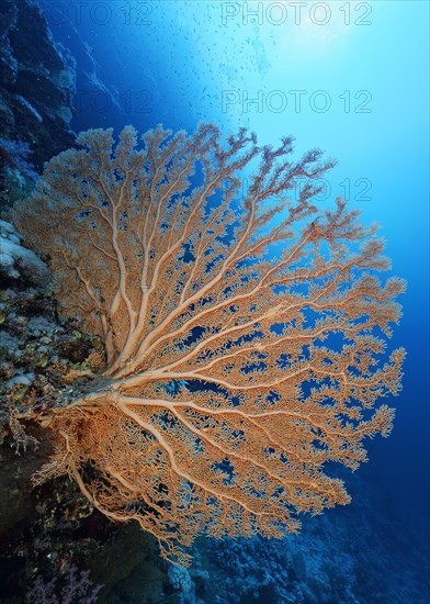 Gorgonian fans