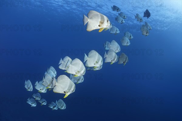 Swarm Longfin Batfish