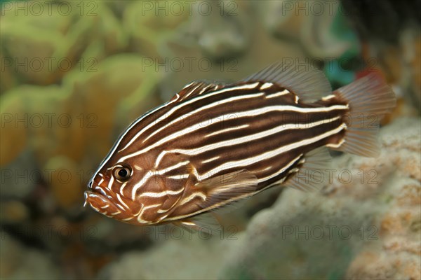 Six-lined soapfish