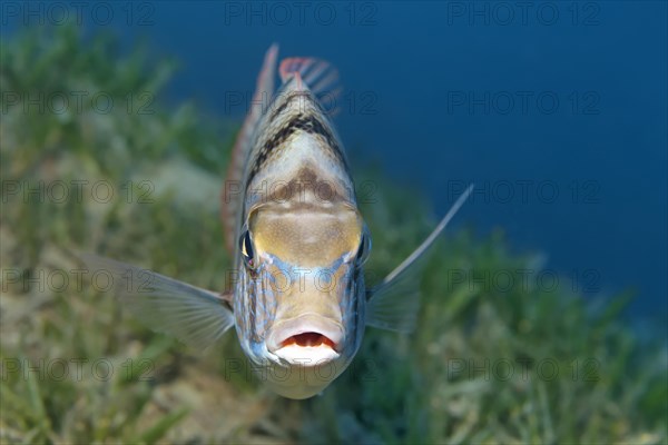 Sea bream