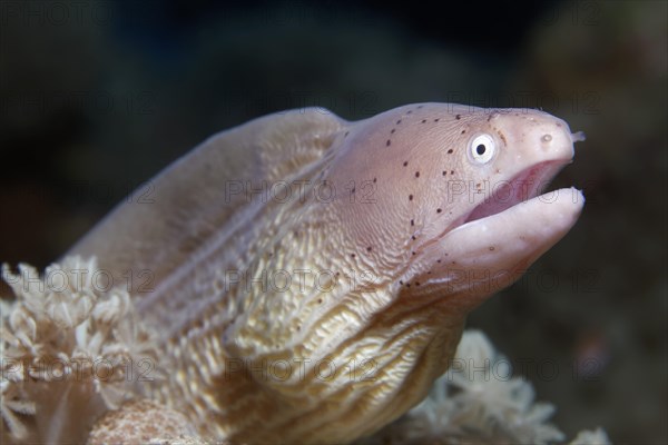 Geometric Moray