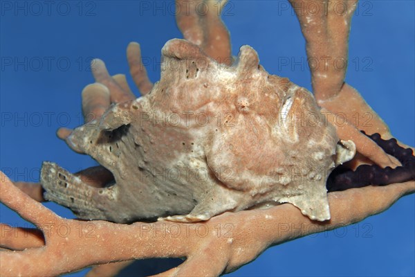 Giant frogfish