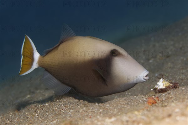 Bluethroat Triggerfish