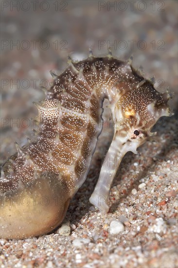 Spiny Seahorse