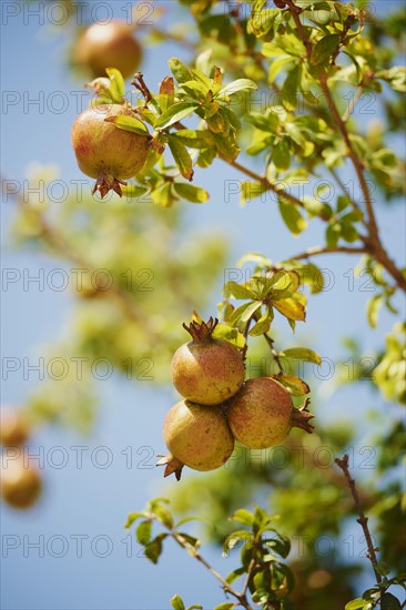 Pomegranate