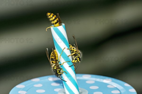 German wasps