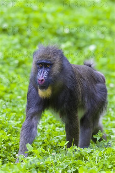 Mandrill