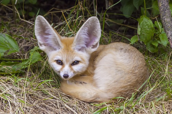 Fennec fox