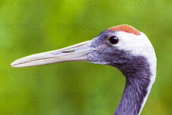 Red-crowned crane