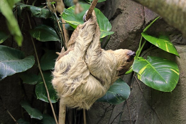 Two-fingered sloth