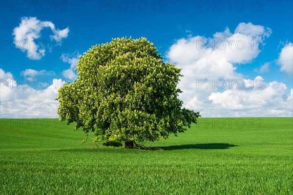 Large solitary horse chestnut