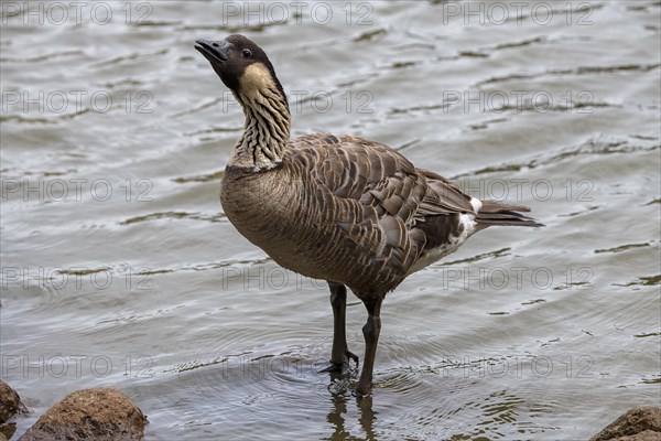 Hawaiian Goose