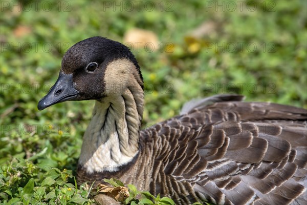 Hawaiian Goose