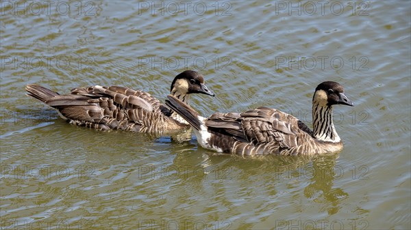 Hawaiian Goose