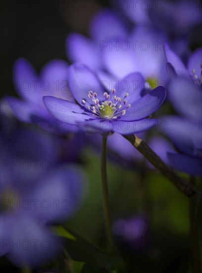 Blue Liverwort