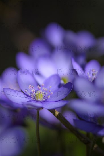 Blue Liverwort