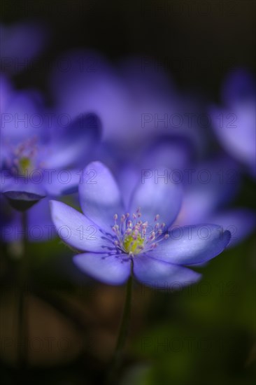 Blue Liverwort