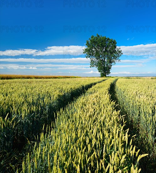 Cultural landscape in summer