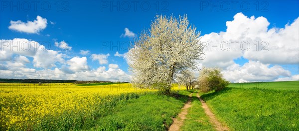 Cultural landscape in spring