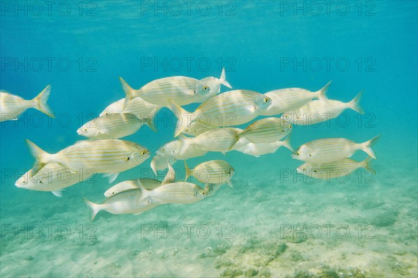 Salema porgy