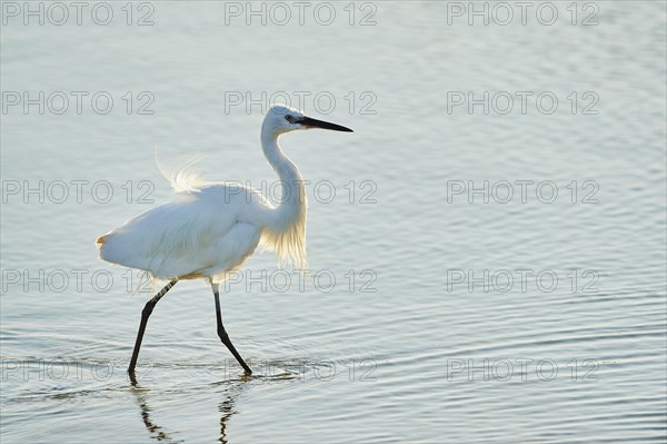 Little egret