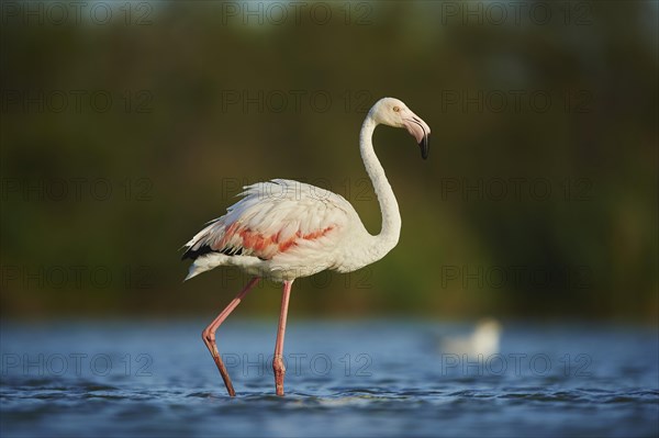 Greater Flamingos