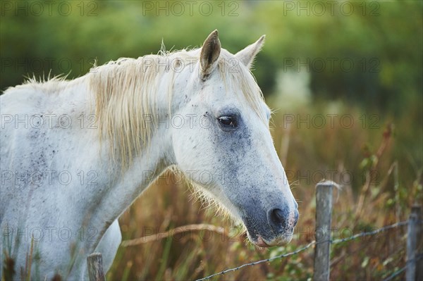 Camargue horse on wicker fence