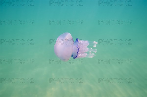 Dustbin-lid jellyfish