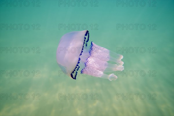 Dustbin-lid jellyfish