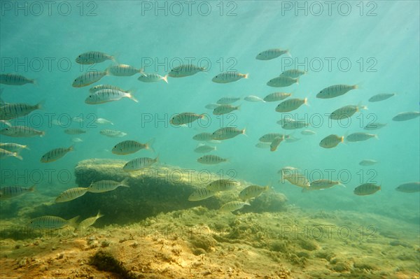 school of fish