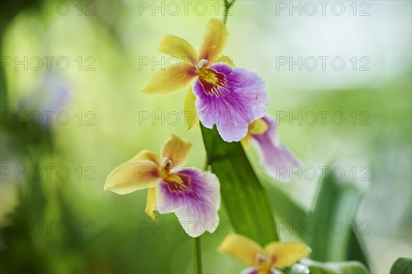 Tropical orchid