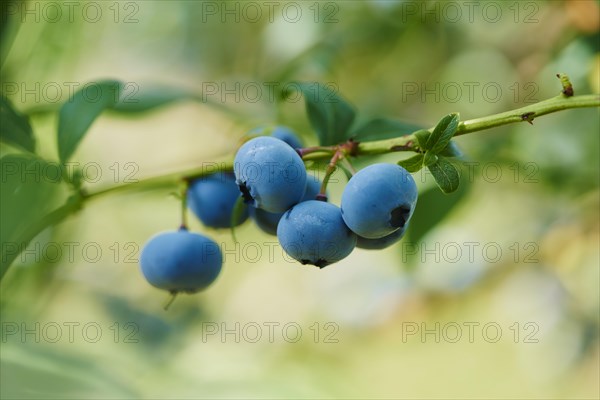 Ripe northern highbush blueberries