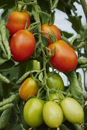 Red and green plum tomatoes at bush