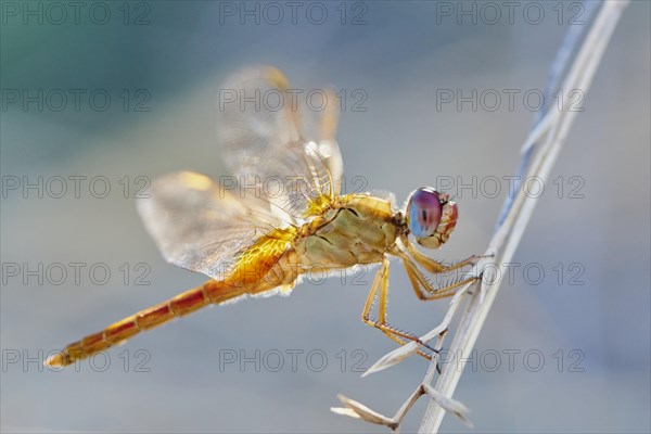 Red-veined darter