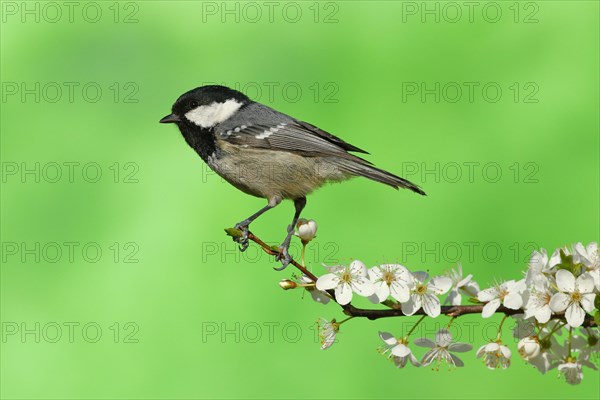 Coal tit