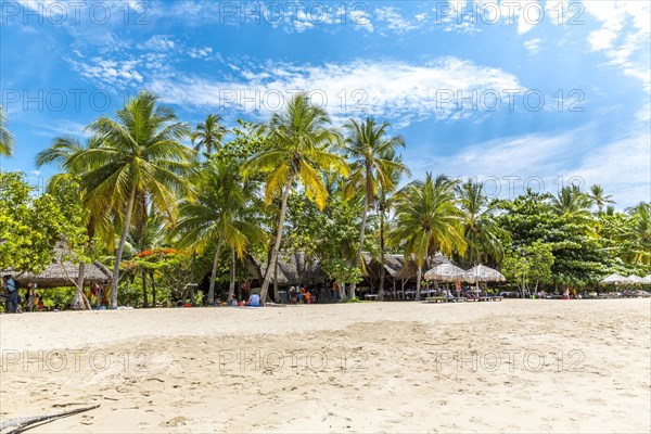 Sandy beach beach with palm trees