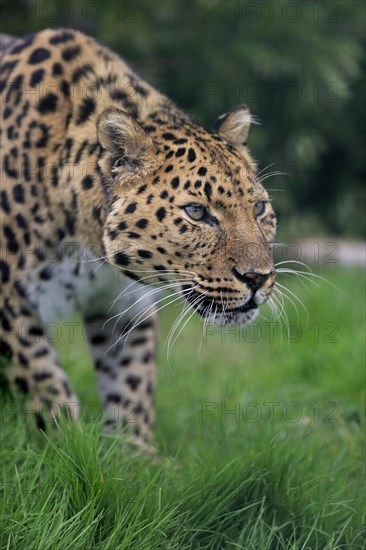 Amur leopard