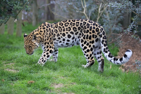 Amur leopard