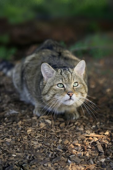 Asian Wild Cat