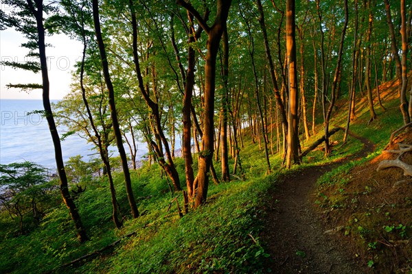 Narrow hiking trail through beech forest on the coast of the Baltic Sea in the warm light of the evening sun