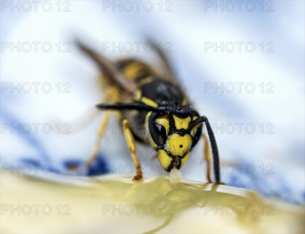 German wasp