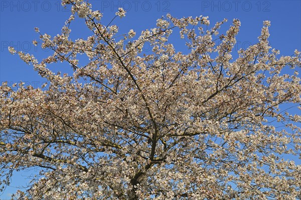 Flowering ornamental cherry