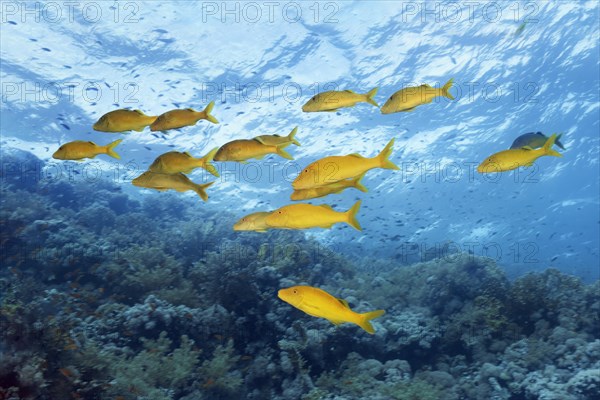 Swarm Golden Goatfish