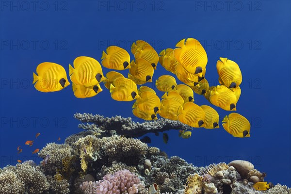 Swarm Bluecheek butterflyfishes